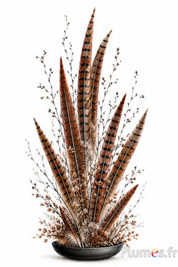 Fagiano di Colchide - 20-30 cm - naturale